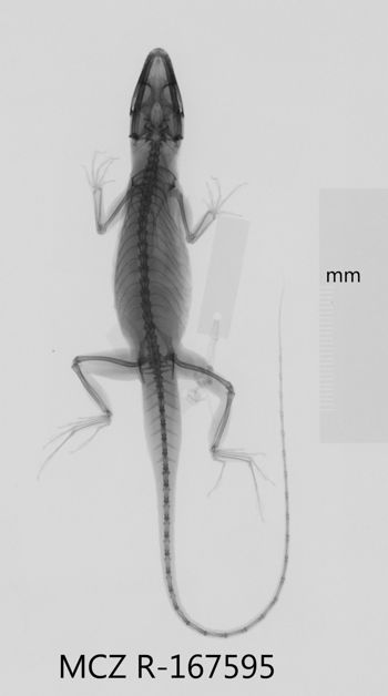 Media type: image;   Herpetology R-167595 Aspect: dorsoventral x-ray